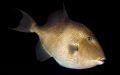 Levende liv – almindelig aftrækkerfisk